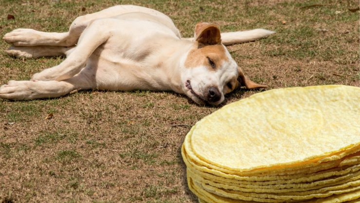 ¿Cómo ayudar a un perrito envenenado?