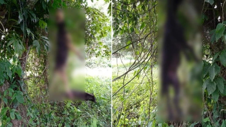 maltrato animal en Venustiano Carranza