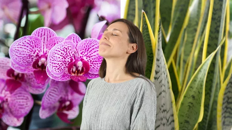 Orquídeas y Lengua de Suegra