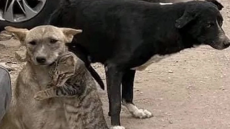 Captan a gato abrazando a un perro en Siria