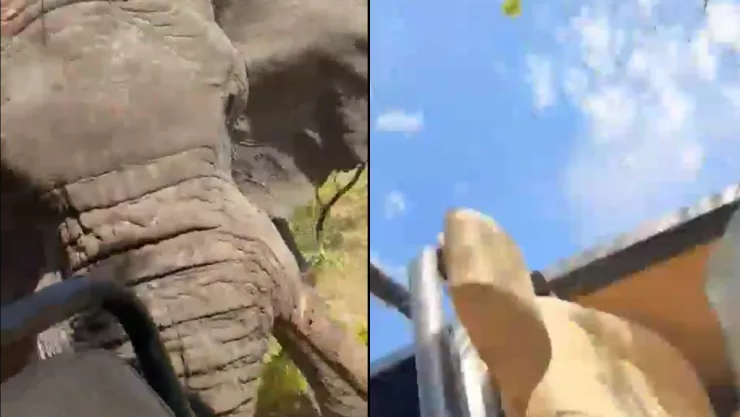 Elefante ataca a turistas