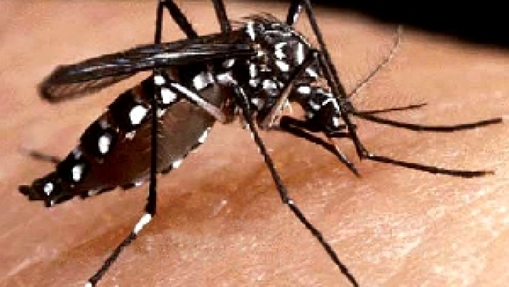 Mutación del mosco del dengue llega a la Sierra