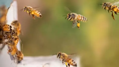 ¡Alerta! Brutal ataque de ABEJAS en Chuburná deja a dos perros extraviados; esto se sabe