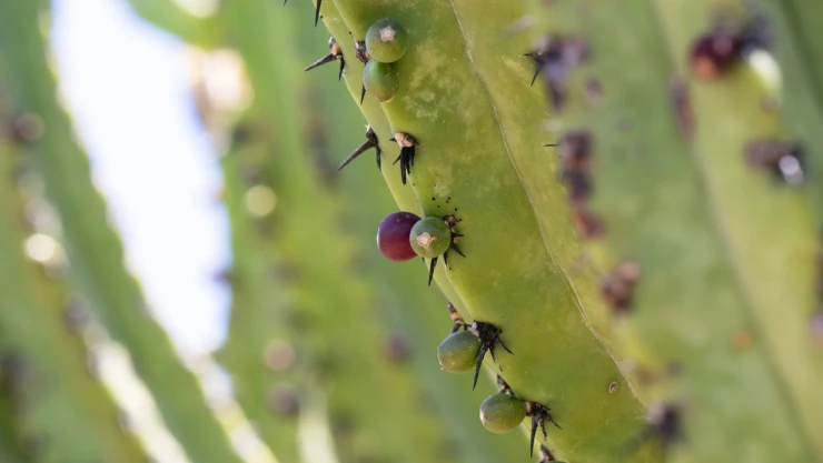 Nieve de cactus en Querétaro, Bernal