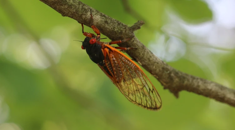 Cigarra de ojos rojos, similar a las que se encuentran en Illinois