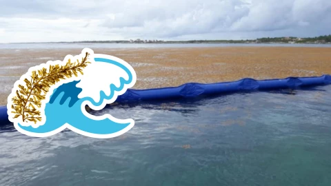 Conoce las playas libres de sargazo en Quintana Roo HOY 22 de septiembre de 2025_ Lista desde Holbox, Cancún, Tulum a Xcalak.jpg