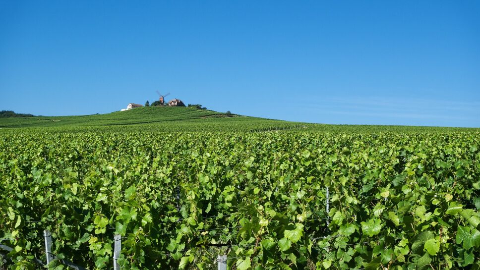 CHAMPAGNE francia