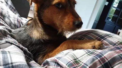 perrito familia zapato