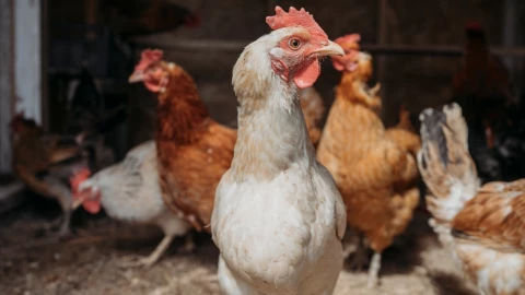UNAM revela si es verdad que le inyectan hormonas a los pollos