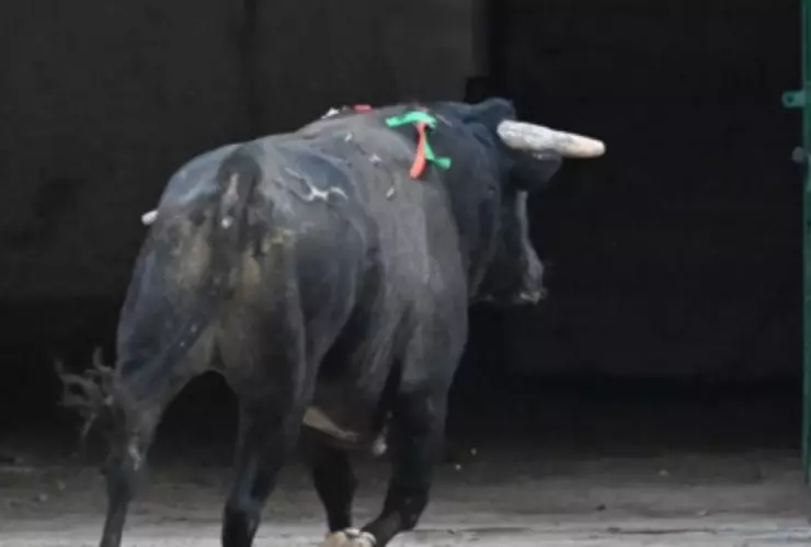 Joselito Adame promueve amparo para defender las corridas de toros en CDMX