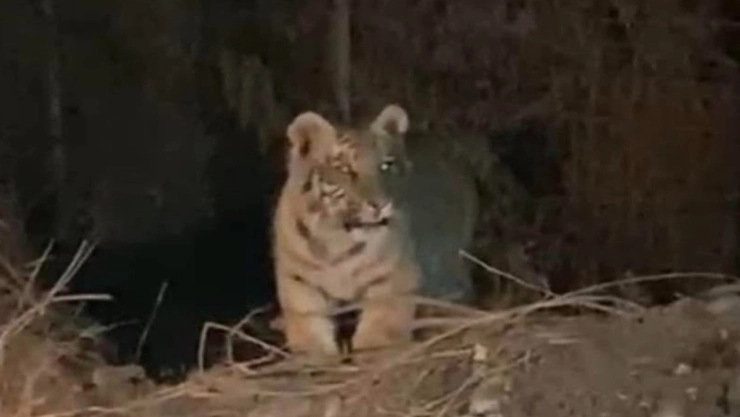 Alerta en Escobedo, Nuevo León: Reportan a tigre suelto por las calles; “es un riesgo potencial”