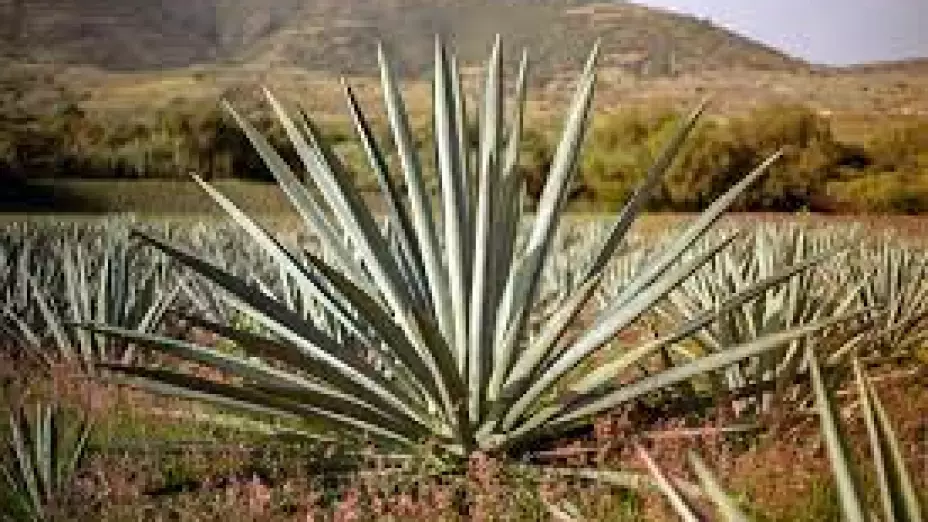 Agave Azul - tipos de destilados de tequila