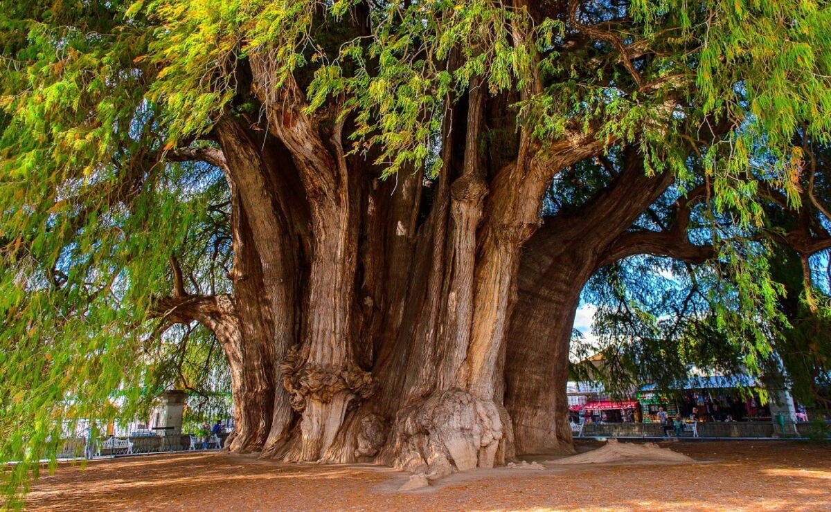 Por qué sembrar un Ahuehuete en la Glorieta de la Palma en Reforma?