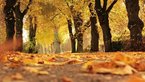 Cuándo inicia el otoño 2024