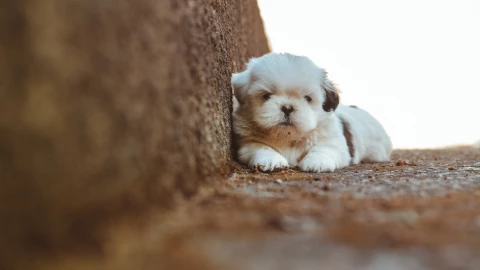 Abandonan a perrito en una veterinaria