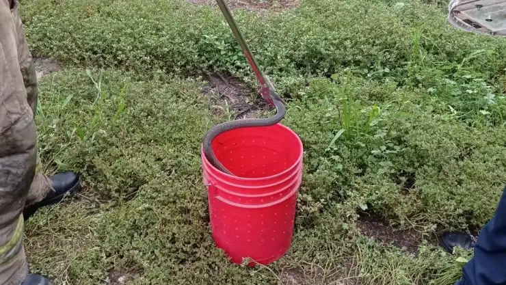 serpiente
