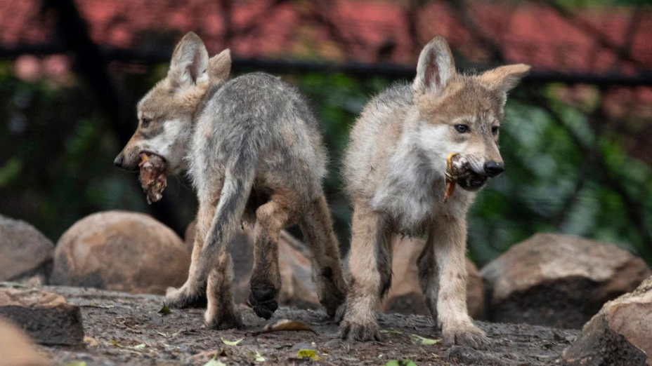 Cachorros de lobo mexicanos comen trozos de codorniz en zoológico de Chapultepec
