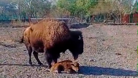Bisonte americano en Chihuahua