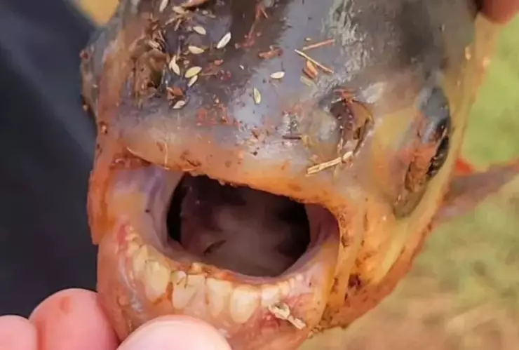 pez con dientes humanos-nino-pesca-ejemplar-pacu-oklahoma-pez
