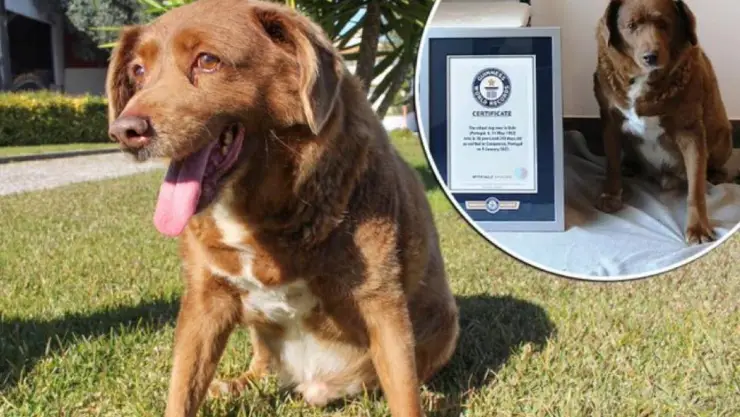 Muere Bobi, el perro más longevo del mundo; tenía 31 años