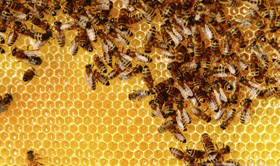 ddc panel abejas