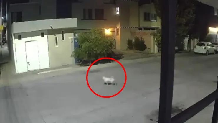 Hombre mata a balazos a un perro en Real de Haciendas en Aguascalientes (VIDEO)