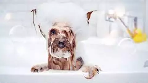 Perro bañado
