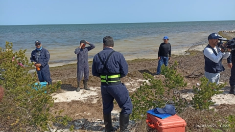 Delfín hallado sin vida en costas de Yucatán será sometido a necropsia