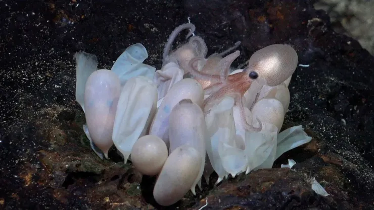 ¡Especie única! Investigadores localizan cuatro nuevas especies de pulpos