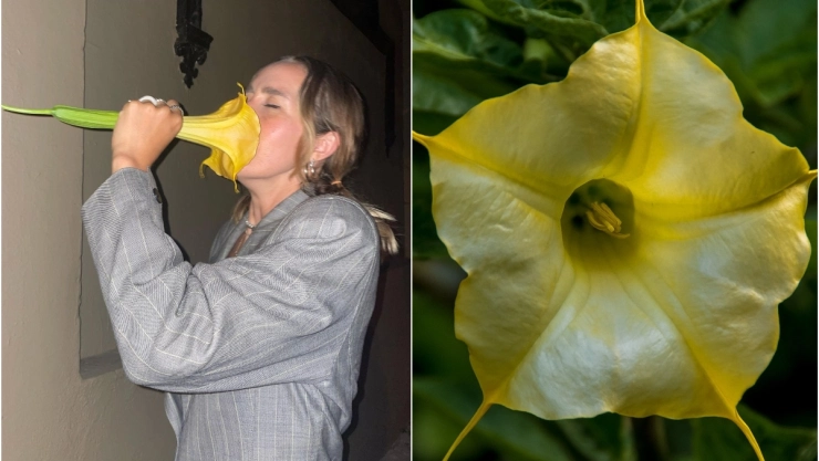 tiktoker flor venenosa.jpg