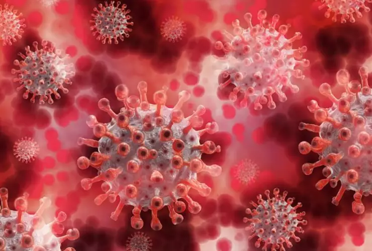 Henipavirus qué es cómo se contagia síntomas