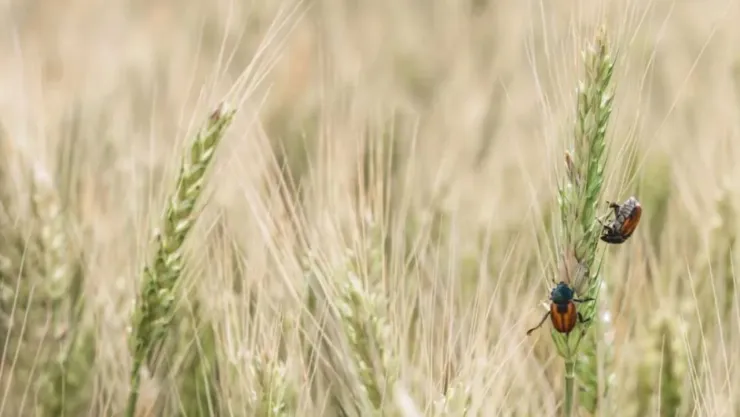 Alertan por plaga que arriesgaría la producción de maíz en México; así podría impactar la seguridad alimentaria