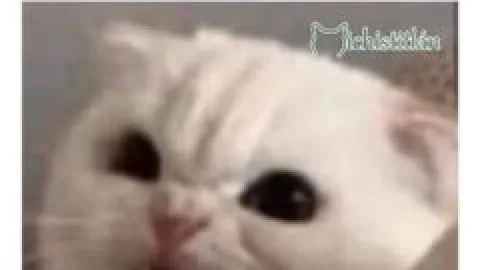 Memes de Gatos en su día internacional