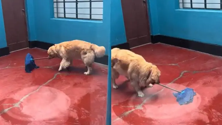 ¿Mi primera chamba? Perrito trapeando es el mejor usando el trend viral