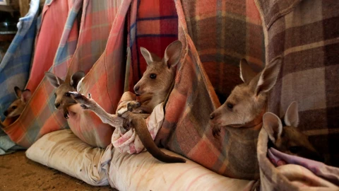 Hu&eacute;rfanos canguro se sientan en bolsas de tela colgadas en la sala de estar de la casa de Gary Wilson y Julie Willis, ambos cuidadores de animales, en la comunidad de Wytaliba