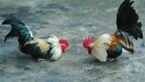 Pelea de gallos