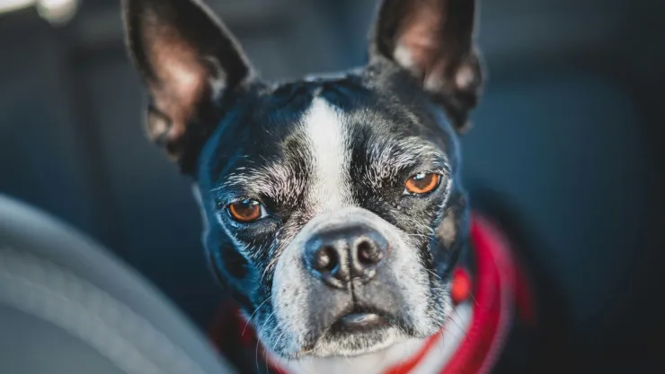 Las razas de perro que tienen una menor esperanza de vida y las razones