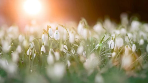 Equinoccio-de-primavera-Por-qué-entrará-el-19-de-marzo-en-algunos-lugares-y-el-20-en-otros