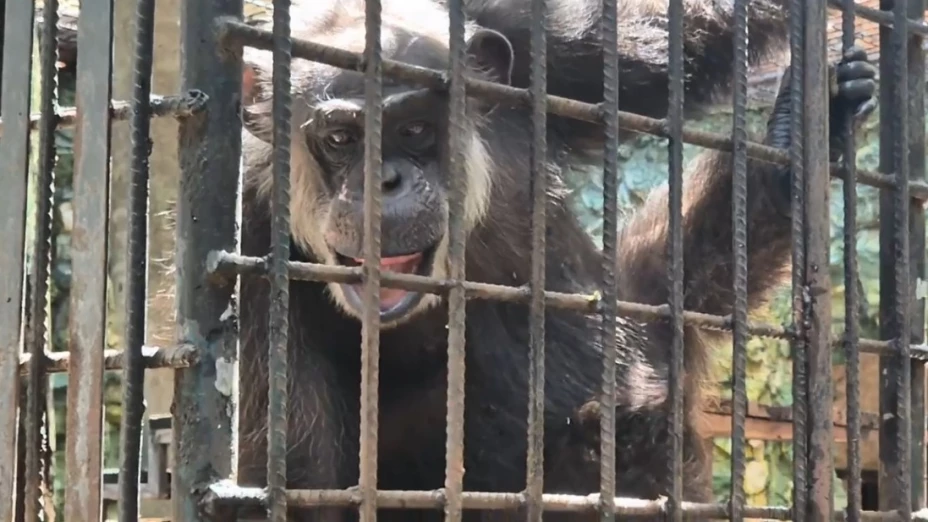 Ella es Susi, la mona que vive en el Centenario de Mérida y que cumplió 48 años