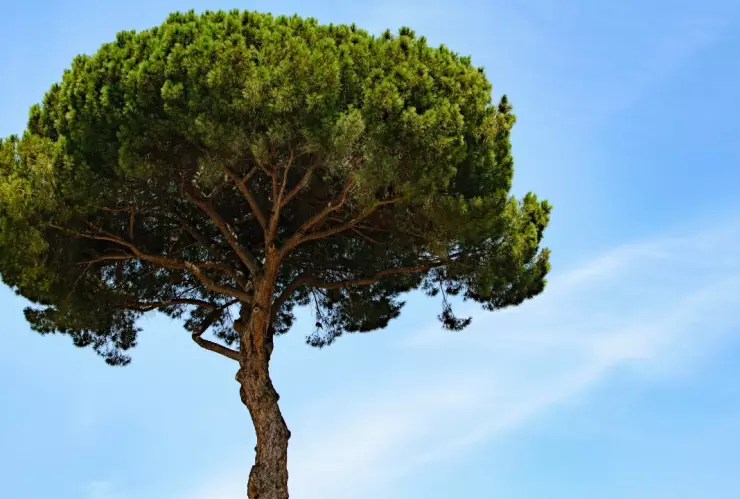 arboles-artificiales-bioxido-carbono-cambio-climatico