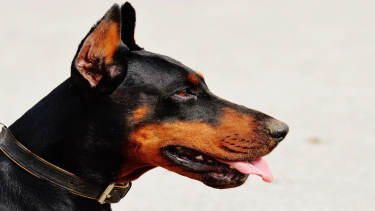 perro