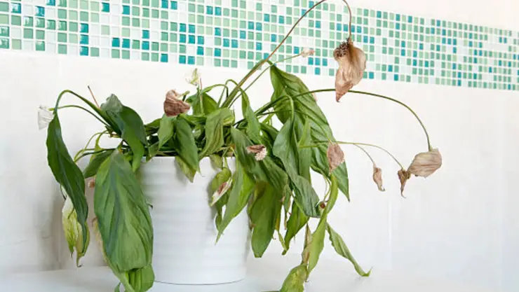 Existen varias razones que podrían estar impidiendo el crecimiento de tus plantas de interior