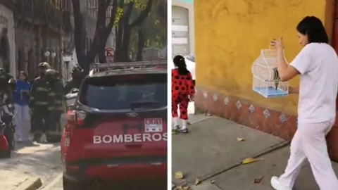 perico rescate cdmx (4).jpg