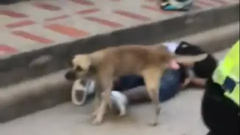 VIDEO Perrito orinó a delincuente mientras estaba detenido, ¿justicia perruna?