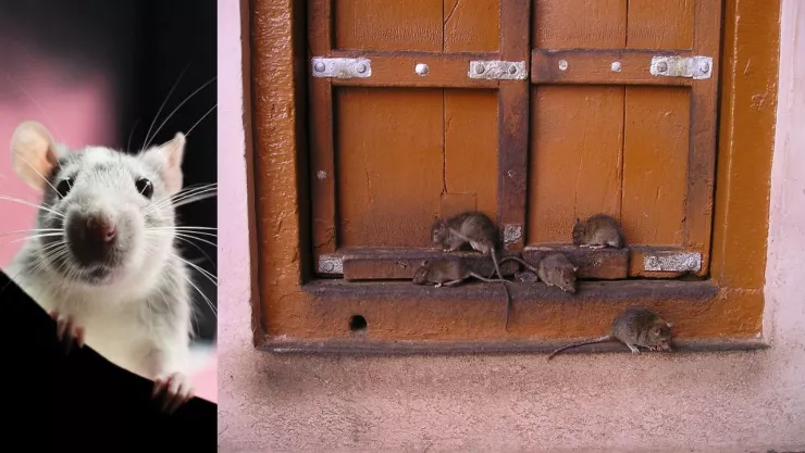 Rescatan a bebé de seis meses que fue mordido más de 50 veces por ratas