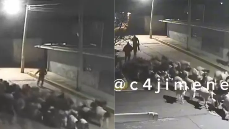 ¡Se buscan! Alertan por robo masivo de borregos en México