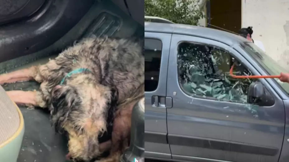 Veterinario-rompe-ventana-de-auto-para-salvar-a-perro-de-un-golpe-de-calor-en-Cancún