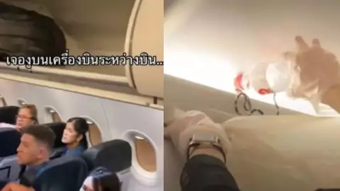 ¡Caos en el aire! Descubren una serpiente en avión con destino a Bangkok.jpg