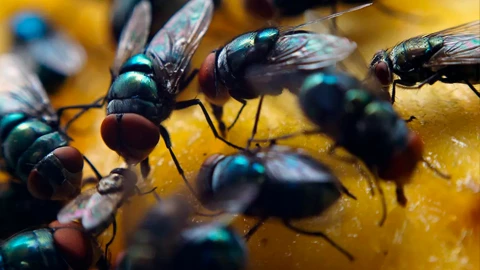 Remedios caseros para ahuyentar las moscas