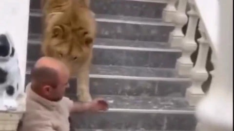 León doméstico muerde a hombre en la cabeza, en Albania, video viral.png